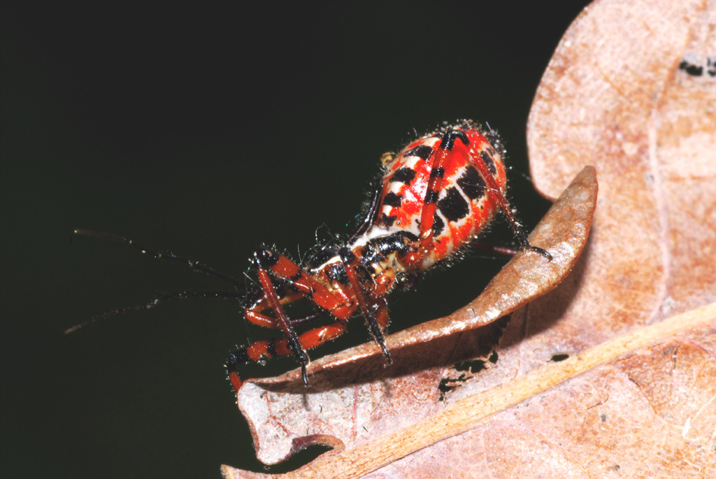 Quale Rhynocoris?
